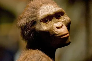 Окаменелости показывают, что рядом с «Люси» жил еще более древний предок человека