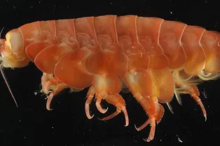 В глубинах океана обнаружен гигантский падальщик В глубинах океана обнаружен гигантский падальщик