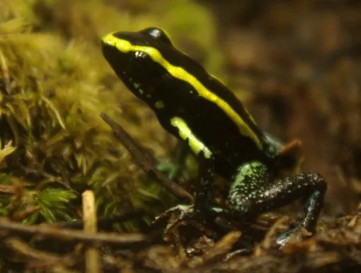 Phyllobates aurotaenia — третья по ядовитости лягушка в мире Самая ядовитая лягушка фото