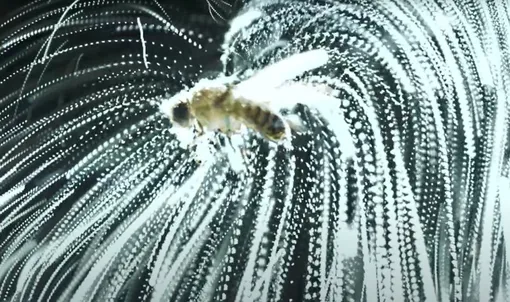 Муха-дрозофила в экспериментальной установке заряжается с помощью крошечного провода, приклеенного к ее спине и подключенного к источнику питания. Здесь крошечные трассирующие частицы показывают силу притяжения заряженной мухи. Муха-дрозофила в экспериментальной установке заряжается с помощью крошечного провода, приклеенного к ее спине и подключенного к источнику питания. Здесь крошечные трассирующие частицы показывают силу притяжения заряженной мухи.