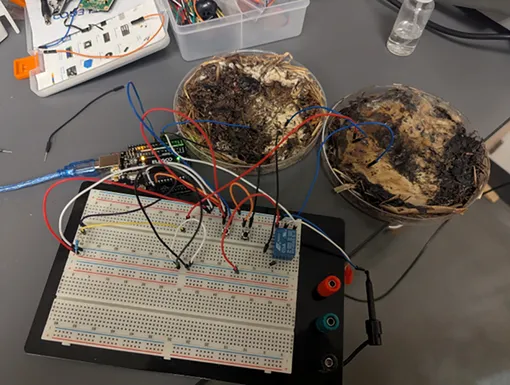 мицелий, подключенный к микросхеме мицелий, подключенный к микросхеме