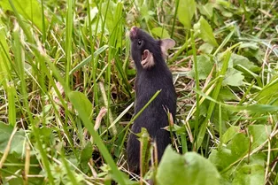 Как прогулка на природе изменила поведение лабораторных мышей