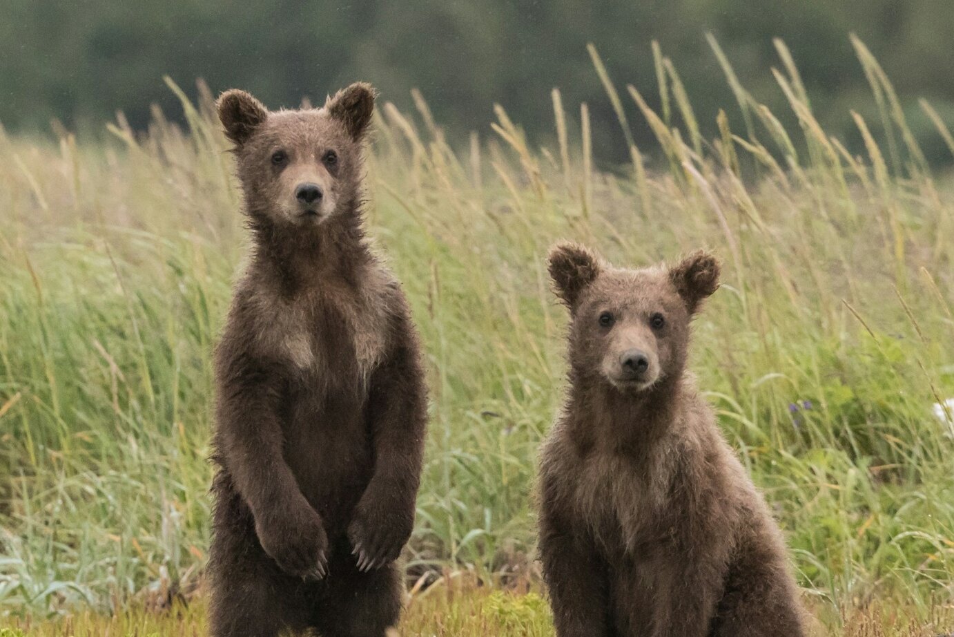 Итальянские медведи стали меньше и спокойнее! Узнайте, что привело к этому