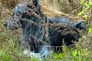 В Чернобыльской зоне отчуждения появились синие собаки В Чернобыльской зоне отчуждения появились синие собаки