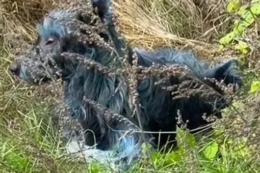 В Чернобыльской зоне отчуждения появились синие собаки В Чернобыльской зоне отчуждения появились синие собаки