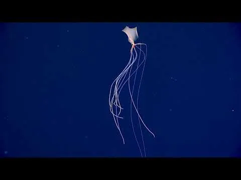 Нажми и смотри