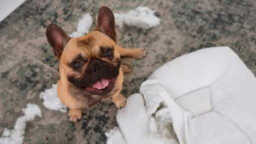 какие породы собак много плачут