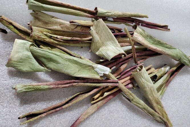 Кожура алоэ вера — нетоксичный инсектицид, который может пригодиться в сельском хозяйстве