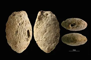 Древние бусины раскрыли тайны зарождения сельского хозяйства