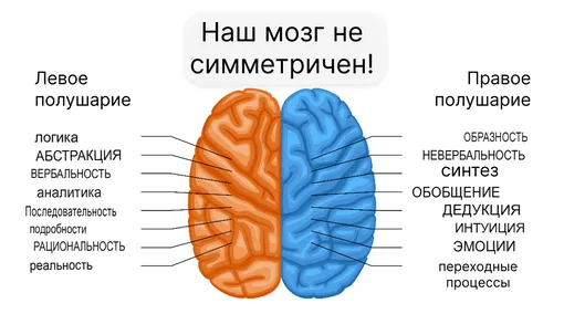 За что отвечают полушария мозга