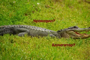 Этот тест по силам только 1% людей: проверьте, насколько хорошо вы разбираетесь в животном мире Этот тест по силам только 1% людей: проверьте, насколько хорошо вы разбираетесь в животном мире