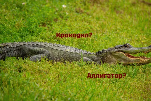 Этот тест по силам только 1% людей: проверьте, насколько хорошо вы разбираетесь в животном мире Этот тест по силам только 1% людей: проверьте, насколько хорошо вы разбираетесь в животном мире