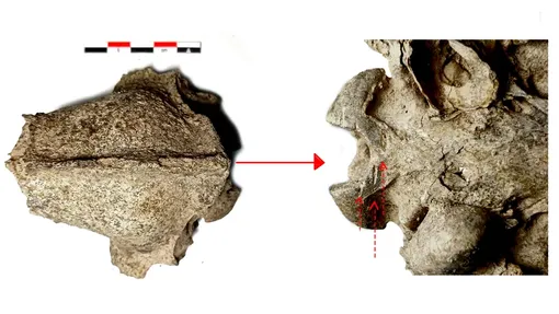 Собачий череп со следами разрезов