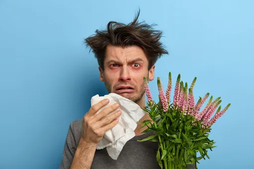 Порой громкий чих может спровоцировать не болезнь, а аллергия. Как тут сдержаться? Почему некоторые громко чихают
