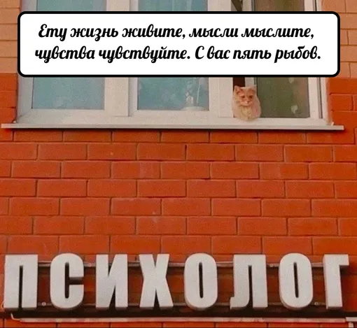 Кот