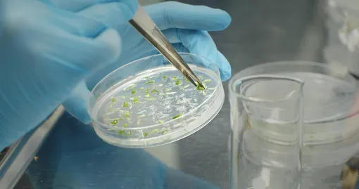 «Чистая красная линия»