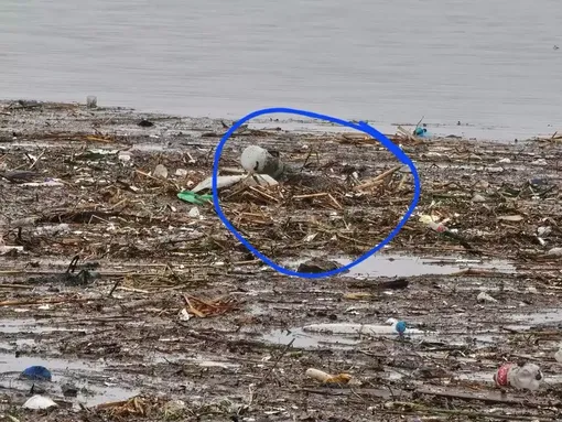 собака в мусоре