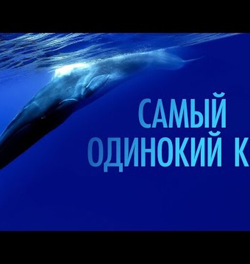 История глухого кита 52 герца или самый одинокий кит