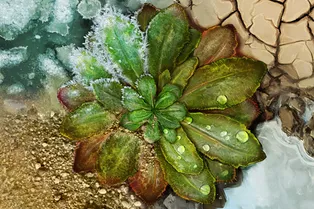 Биологи проследили эволюцию растений в ответ на изменение климата по всему миру