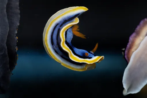 голожаберные моллюски: виды