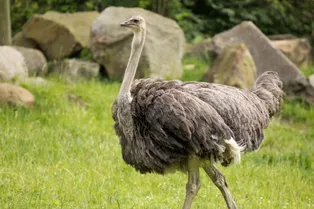 Правда ли, что страусы прячут голову в песок, чувствуя опасность