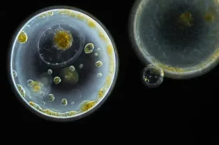 Открыты удивительно сложные вирусы, обитающие прямо ядрах одноклеточных организмов