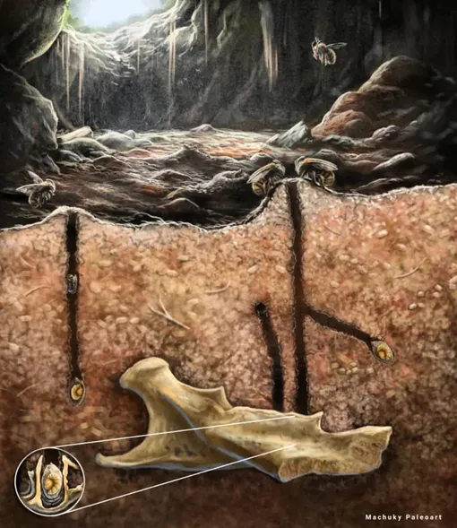 Kemik içindeki arılar