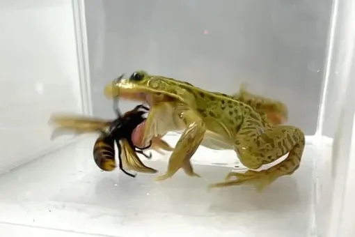 Лягушки, которые едят «шершней-убийц»: новое удивительное открытие Лягушки, которые едят «шершней-убийц»: новое удивительное открытие