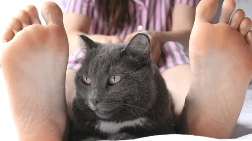 кот между ног хозяйки кот между ног хозяйки