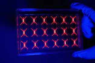 Ученые поместили опухоль в чип, чтобы увидеть, как рак блокирует иммунные клетки Ученые поместили опухоль в чип, чтобы увидеть, как рак блокирует иммунные клетки