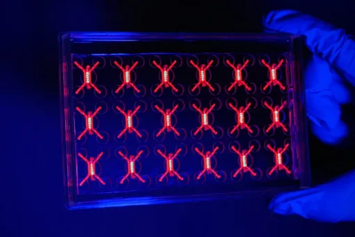 Ученые поместили опухоль в чип, чтобы увидеть, как рак блокирует иммунные клетки Ученые поместили опухоль в чип, чтобы увидеть, как рак блокирует иммунные клетки