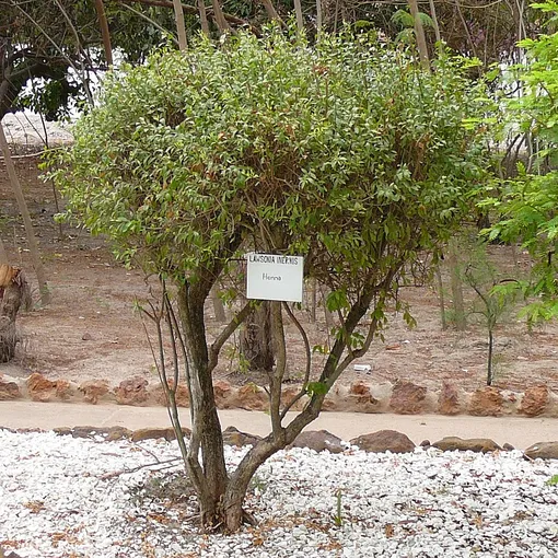 Лавсония неколючая и хна