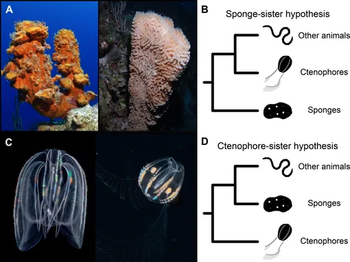 Два изображения губок (вверху слева) и два изображения гребневиков (внизу слева). То, какой из этих морских организмов является корнем всего древа животных, влияет на наше понимание эволюции животных, включая человека. Два изображения губок (вверху слева) и два изображения гребневиков (внизу слева). То, какой из этих морских организмов является корнем всего древа животных, влияет на наше понимание эволюции животных, включая человека.
