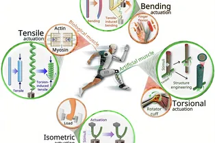 Искусственные мышцы превзошли биологические по силе в 100 раз