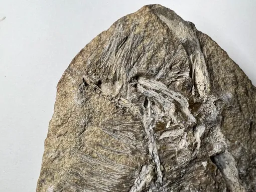 Окаменелая рвота Окаменелая рвота