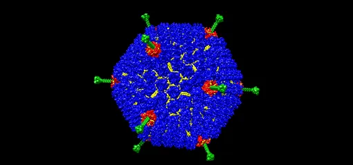 adenovirus rendering