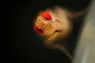 Всегда бодрячком: какие живые существа могут обходиться без сна и отлично себя чувствовать Всегда бодрячком: какие живые существа могут обходиться без сна и отлично себя чувствовать