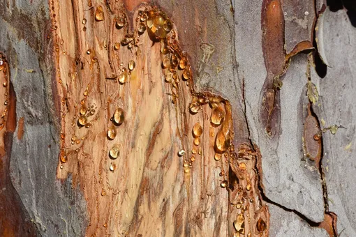 смола древесная смола дерево ствол фото