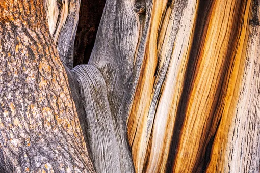 Дерево крупным планом Дерево крупным планом