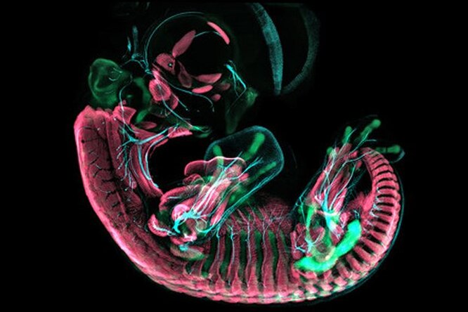 Оказалось, что эмбрионы птиц проходят «стадию динозавра» перед тем, как сформироваться в крылатое существо