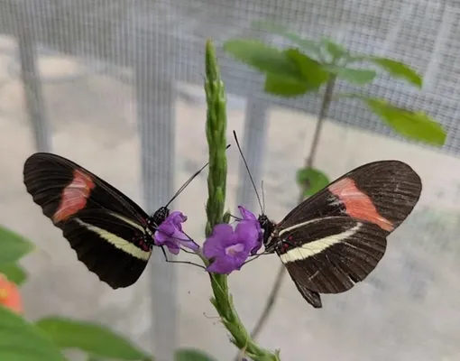 Стареющую бабочку вида Heliconius melpomene (справа) можно определить по степени износа крыльев. Стареющую бабочку вида Heliconius melpomene (справа) можно определить по степени износа крыльев.
