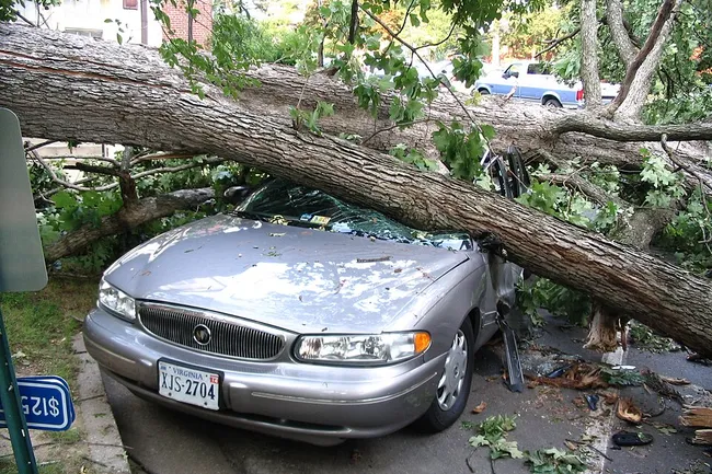 Что делать, если на машину упало дерево: пошаговая инструкция и частые вопросы
