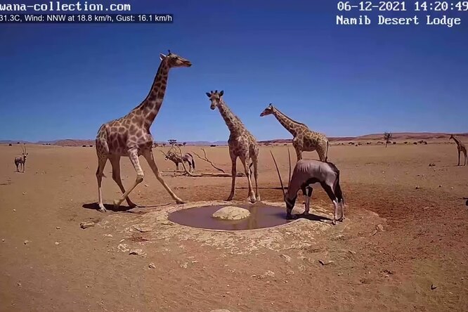 Посмотрите на жизнь Африки в прямом эфире! Эта трансляция идет 24/7 из сердца Намибии