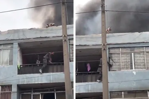 Мужчина спас 25 собак с крыши горящего дома: видео Мужчина спас 25 собак с крыши горящего дома: видео