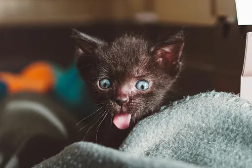 Люди в Португалии массово снимали шкуры с котят! Вот когда и зачем это делали Люди в Португалии массово снимали шкуры с котят! Вот когда и зачем это делали