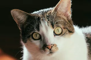 Просто и по делу — как выбор объектива влияет на фокус во время съемок