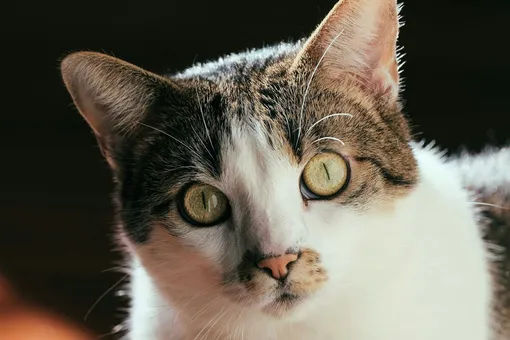 Просто и по делу — как выбор объектива влияет на фокус во время съемок