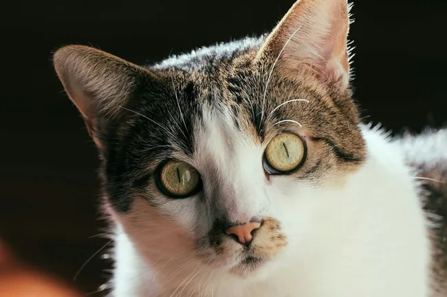 Просто и по делу — как выбор объектива влияет на фокус во время съемок