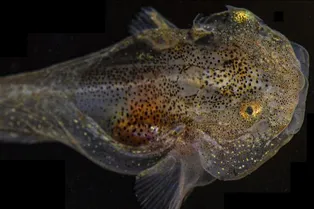 Необычный улов: как в арктических водах поймали рыбу с настоящим «антифризом» в крови Необычный улов: как в арктических водах поймали рыбу с настоящим «антифризом» в крови