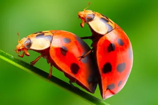 Как животные «любят» друг друга: 5 самых странных способов оплодотворения в дикой природе